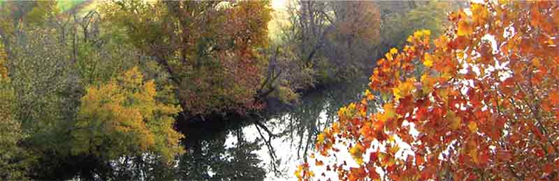 Trees and Rivers